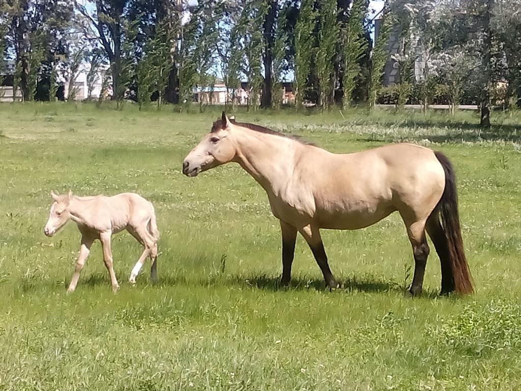 Chacras De Azcona Hosteria أزول المظهر الخارجي الصورة
